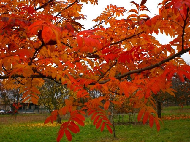 Sorbus domestica feuille automne